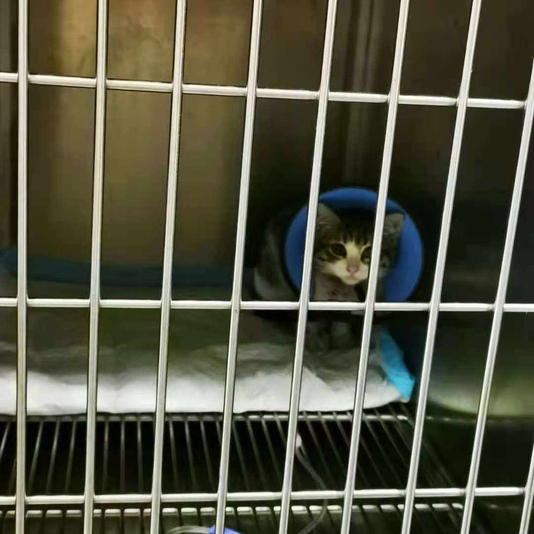 脱肛的小猫咪，手术后恢复的不错
