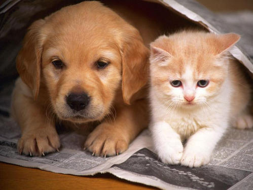宠物猫猫和狗狗适合一起养吗？哪个比较好养呢？